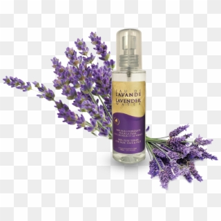 Azoor Lavender Floral Water Hydrolat By Atlas Cosmetics - English Lavender Clipart
