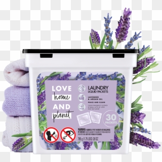 English Lavender Clipart