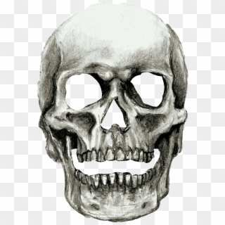 #halloween #skull - Shading A Skull Drawing Clipart