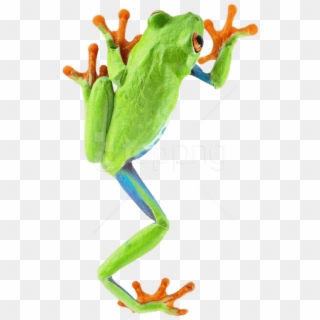 Download Frog Climbing Png Images Background Clipart