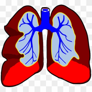 Drawing Science Organ - Lungs Clip Art - Png Download