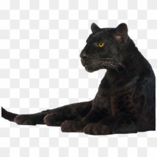Panther Png Clipart