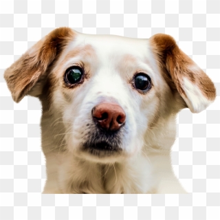 Dog Face - Dog Face Transparent Background Clipart