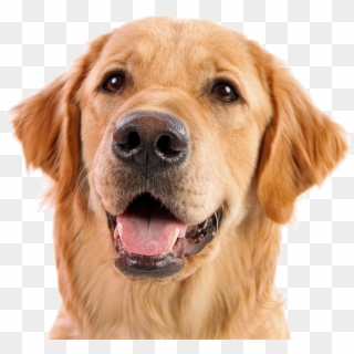 Transparent Clipart - Png Download