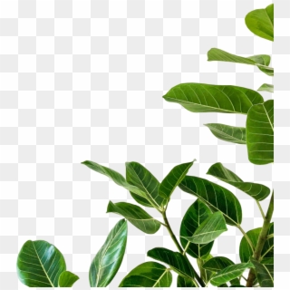 Plant Png Clipart