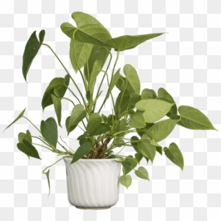 Free Png Download Nature Plants Png Images Background - Flowerpot Clipart