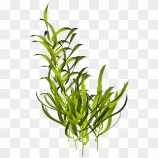 Seaweed Aquatic Plants Ocean Sea Transprent Png - Underwater Plants Png Clipart