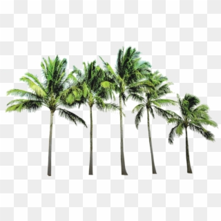 Arecaceae Coconut Wallpaper Beach Tree Free Hq Image - Coconut Tree Images Png Clipart