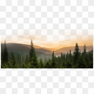 Forest Png Clipart