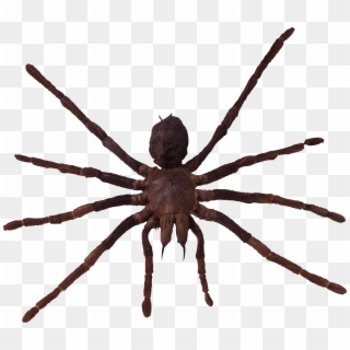 Spider - Spiders Png Clipart