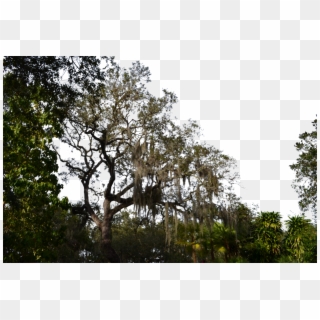 Forest Transparent - Transparent Png Forest Tree Clipart