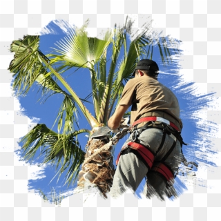 Today Palm Tree Clipart