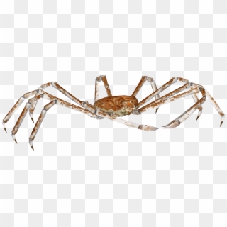 Crab Spider Png - Insect Clipart