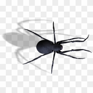 Spider , Png Download - Mosquito Clipart