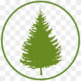 Small - Pine Tree Clipart Free - Png Download