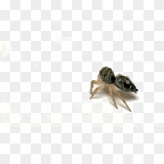 Jumping Spider Png Picture - Ant Clipart