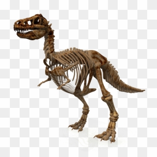 1900 X 1808 - Dinosaur Skeleton Png Clipart
