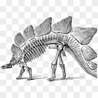 Image Courtesy Of Pixabay - Stegosaurus Skeleton With Transparent Background Clipart
