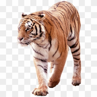 Download - Tiger Clipart