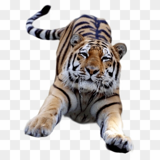 Jumping Tiger - Tiger Gif No Background Clipart