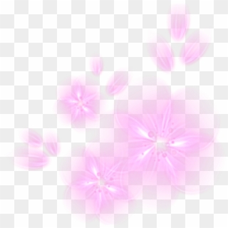 Glowing Png - Dianthus Clipart