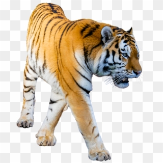 Tiger Prowling No Background Image Tiger Png Image - Png Format Png Background Clipart
