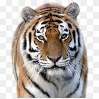 Tiger Png Image - Marwell Zoo Clipart