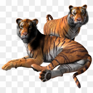Tiger Png Clipart - Proteção De Tela Gratis Transparent Png