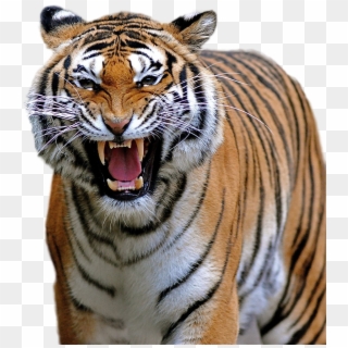 Tiger Png Image - Menacing Animals Clipart