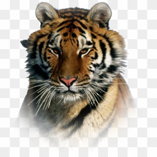 Tiger Png Effect - Most Beautiful Tiger In The World Clipart