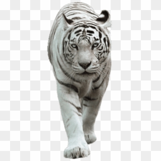 Free Png Download White Tiger Png Images Background - White Tiger Images Png Clipart