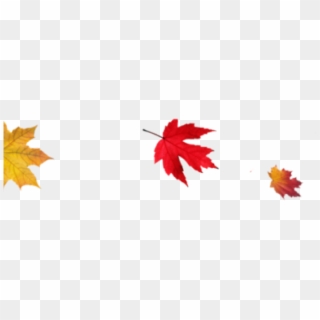 Thanksgiving Png Transparent Images - Autumn Leaves Transparent Background Clipart