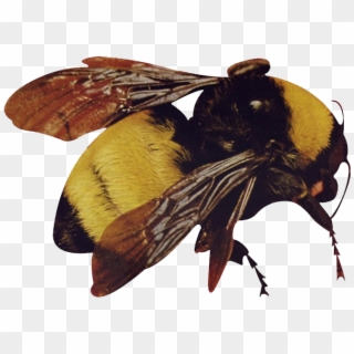 Little Png Of The Bee, Had Trouble Finding A Good Png - Tyler The Creator Flower Boy Clipart