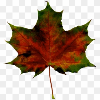 Red Fall Leaf Png Clipart Imageu200b Gallery Yopriceville - Maple Leaf Transparent Png