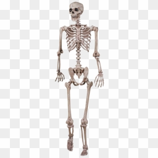 Halloween Skeleton Png Image - Skeletal System For Grade 3 Clipart