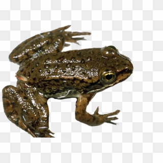 Frog - Eastern Spadefoot Clipart