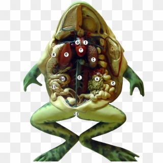 Frog Is A Amphibian Type Animal - Cartoon Clipart