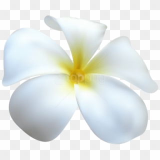 Download Exotic White Flower Transparent Png Images - Frangipani Clipart
