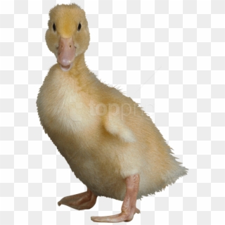 Free Png Download Duck Png Images Background Png Images - Ugliest Duck In The World Clipart