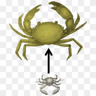 Broadly, My Research Program Aims To Understand How - Freshwater Crab Clipart