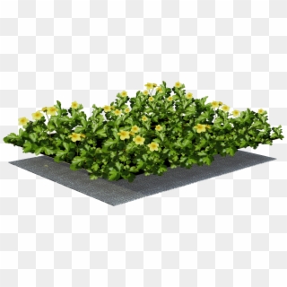 Sempergreen Plant Mat - Hypericum Clipart