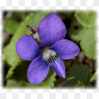 Vines, Creepers & Groundcover - Blue Violet Clipart