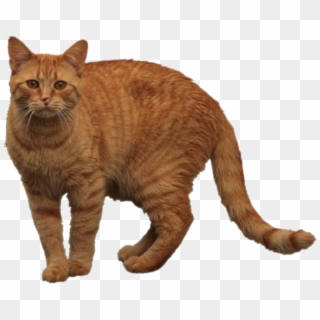 Orange Cat Png 1 » Png Image - Orange Tabby Cat Transparent Clipart