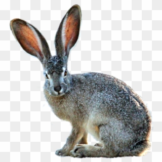 Isolated Hare Nature Animal Grass Rodent - Black Tailed Jackrabbit Png Clipart