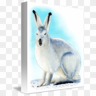 Hares Drawing Arctic Hare - Domestic Rabbit Clipart