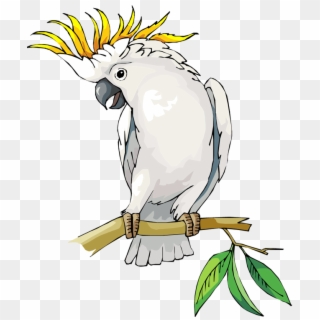 Free Parrot And Macaw Clipart - Cockatoo Clipart - Png Download