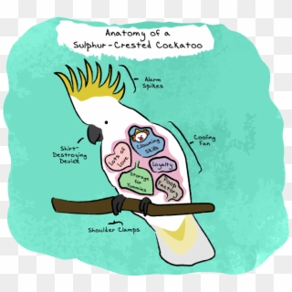Anatomy Of A Sulphur-crested Cockatoo - Cartoon Clipart