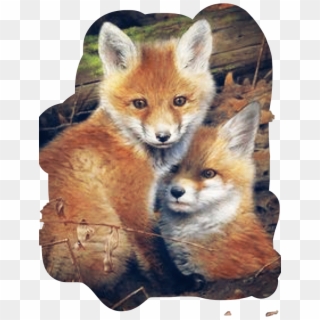 #fox #baby #freetoedit - Swift Fox Clipart