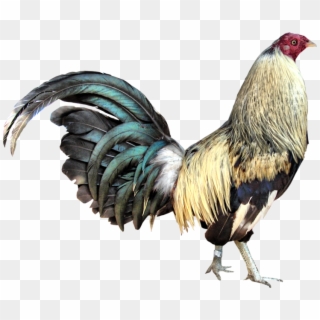 Gamecock - Game Cock Png Clipart
