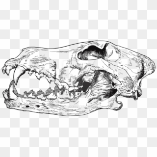 Wolf Skull Png Clipart